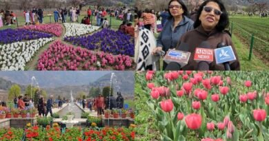 Srinagar’s Iconic Tulip Garden opens 1.7 Million Blooms, Welcoming Visitors to Experience New Varieties and Scenic Splendor